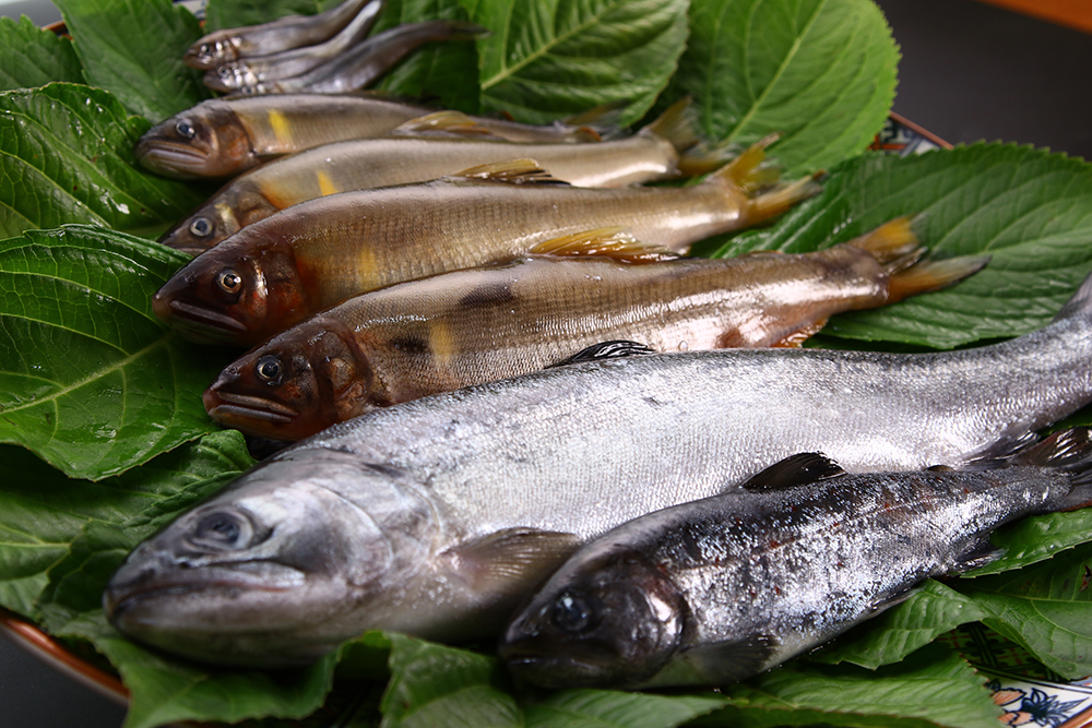 奥三河の恵み山河の幸を味わう